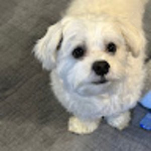 Meet your Posher, Ezme